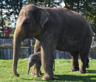 Illustration for article titled Adorable Tiny Huge Baby Elephant Born After Longest Damn Pregnancy Ever